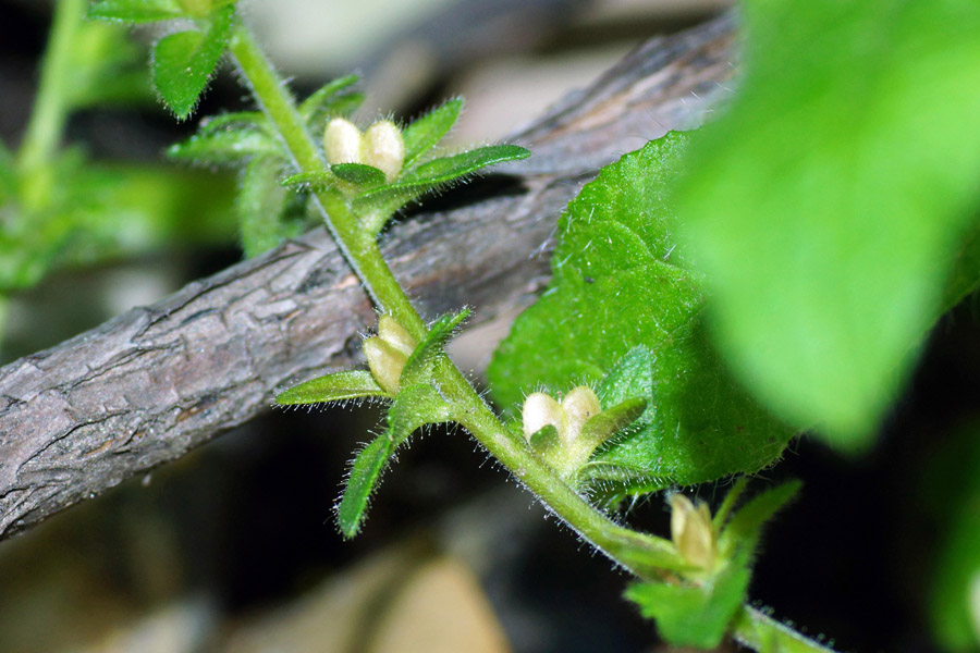 Veronica arvensis